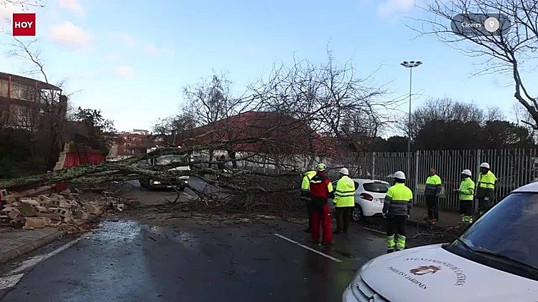 Vientos de hasta 108 km-h derriban árboles y estructuras en Cáceres, sin causar heridos
