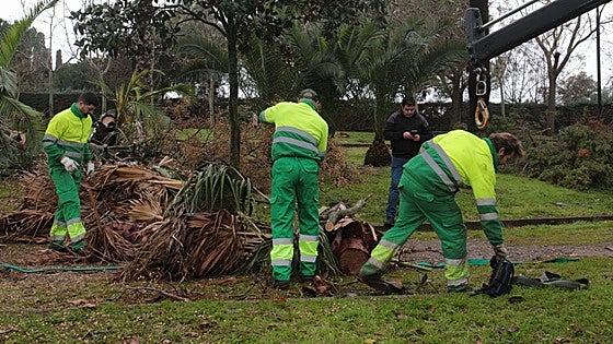 El Ayuntamiento emeritense cifra en 127 hectáreas y en 300 árboles dañados por el temporal