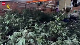 Desmantelado un cultivo interior de marihuana en Malpartida de Plasencia