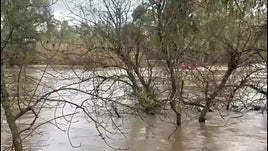 Rescatan a un centenar de ovejas atrapadas seis días por la subida del Guadiana