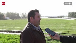 Juan tiene a sus 157 vacas en un sembrado rodeado de agua: «Les queda comida para un día o dos»