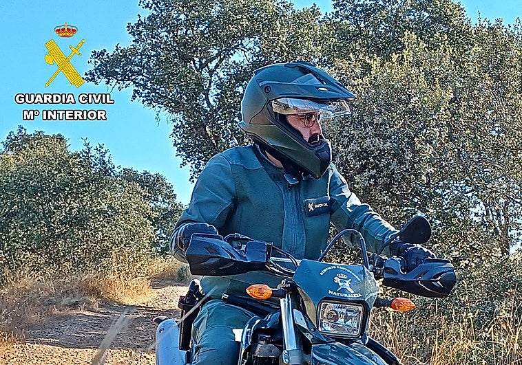 Denunciados dos vecinos de Don Benito y Maguilla por matar a dos ciervos durante una batida de jabalíes