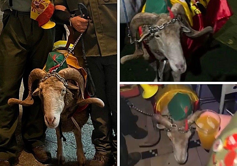 «Bochornoso»: una asociación denuncia el uso de un carnero en el Carnaval y señala al Ayuntamiento de Valencia de Alcántara