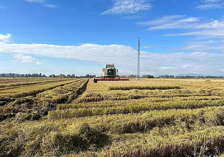 El sector arrocero extremeño denuncia las importaciones masivas de terceros países