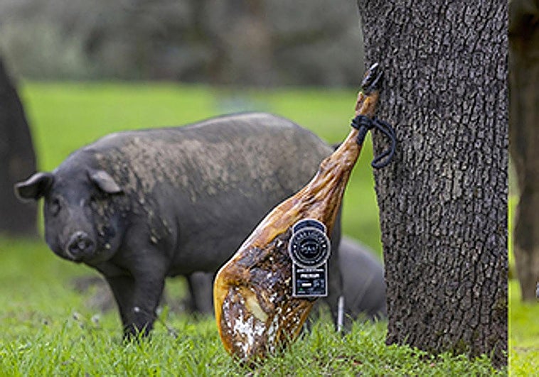 Un jamón de bellota de una empresa de Monesterio, entre los productos gourmet de mayor calidad del mundo