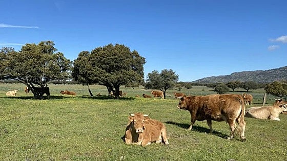 Un estudio de la UEx concluye que la ganadería en extensivo ayuda contra el cambio climático