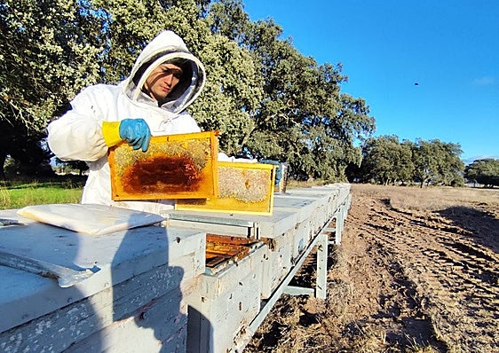 Abejas a la sombra de placas solares
