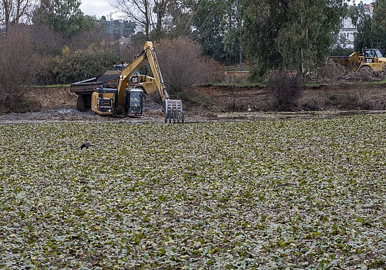 La extracción de nenúfar se interrumpe hasta agosto por la parada biológica