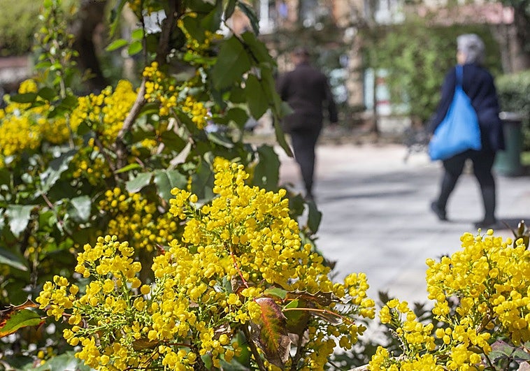 El nivel de alergia en Extremadura será el más alto del país en una de las peores primaveras