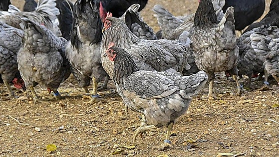 Un millón de euros para garantizar la cría de razas autóctonas