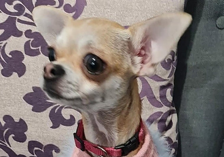 Casi dos semanas sin Nala, la chihuahua terapéutica desaparecida en Tres Arroyos