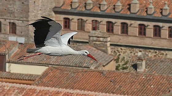 Entre aves, centenarios y representaciones históricas: planes para no perderte este fin de semana