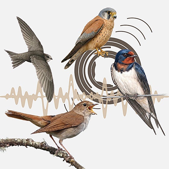 La banda sonora del cielo de Cáceres: así cantan sus pájaros