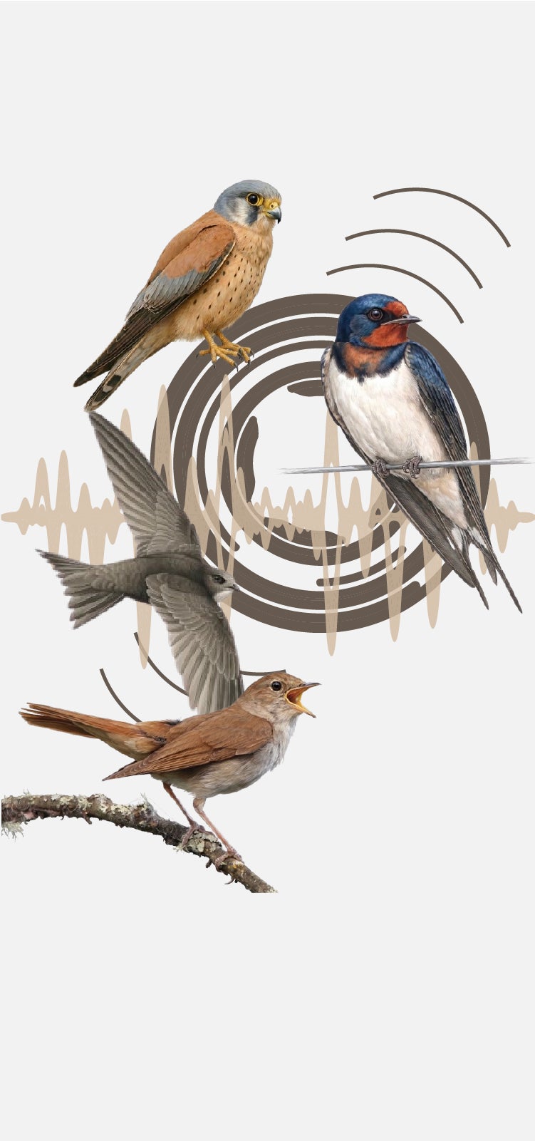 La banda sonora del cielo de Cáceres: así cantan sus pájaros