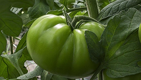 Tomates en pleno mes de mayo