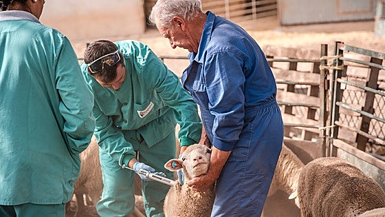 El consejero de Vox de Agricultura se estrena con la polémica de las vacunas de la lengua azul