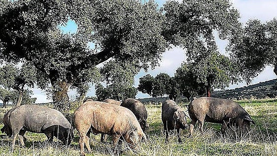 Lonja agropecuaria del martes, 19 de mayo
