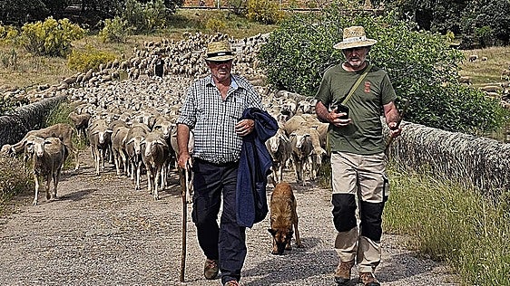 Un pastor sevillano guía 1.500 ovejas desde Cáceres a León entre parajes espectaculares y noches al raso
