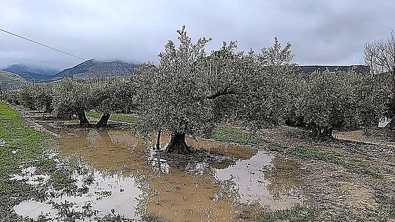 El Ministerio paga 1.081 millones de euros a agricultores extremeños y andaluces afectados por las borrascas