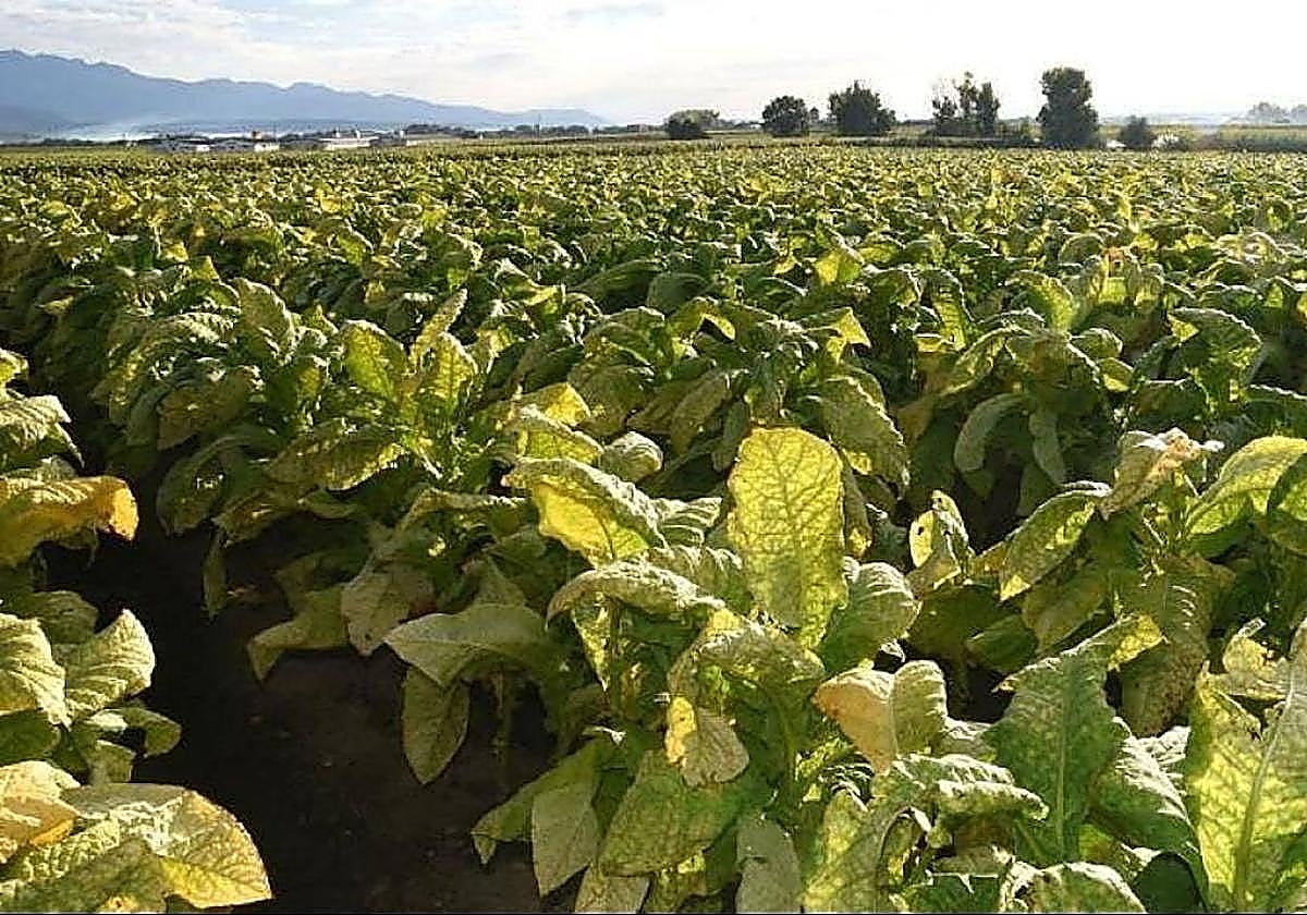Plantación de tabaco en la comarca de La Vera, en el noreste de Extremadura.