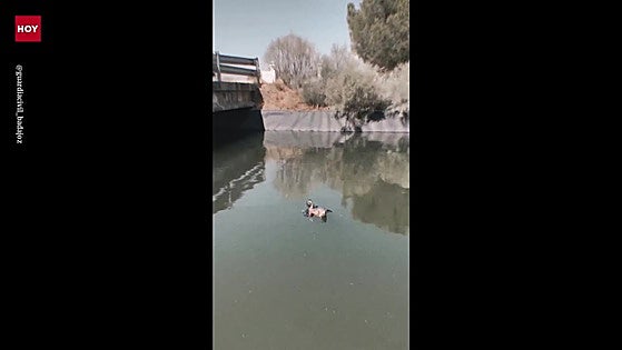 Agentes de la Guardia Civil de Badajoz salvan a un Águila Perdicera.