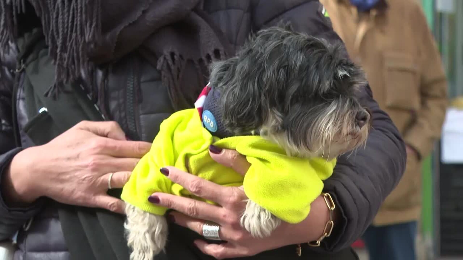 AEGAL organiza un desfile de mascotas en Chueca (Madrid) para "fomentar la adopción"