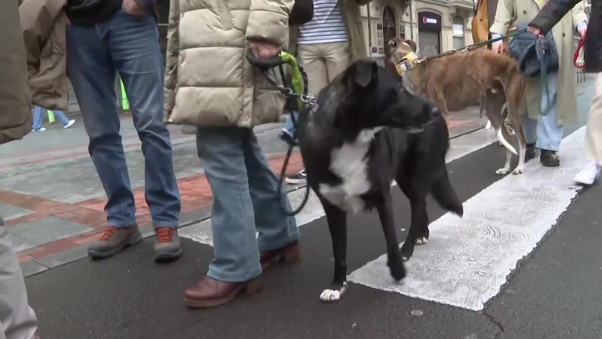 Colectivos animalistas se manifiestan en Bilbao contra la caza y el uso de perros cinegéticos