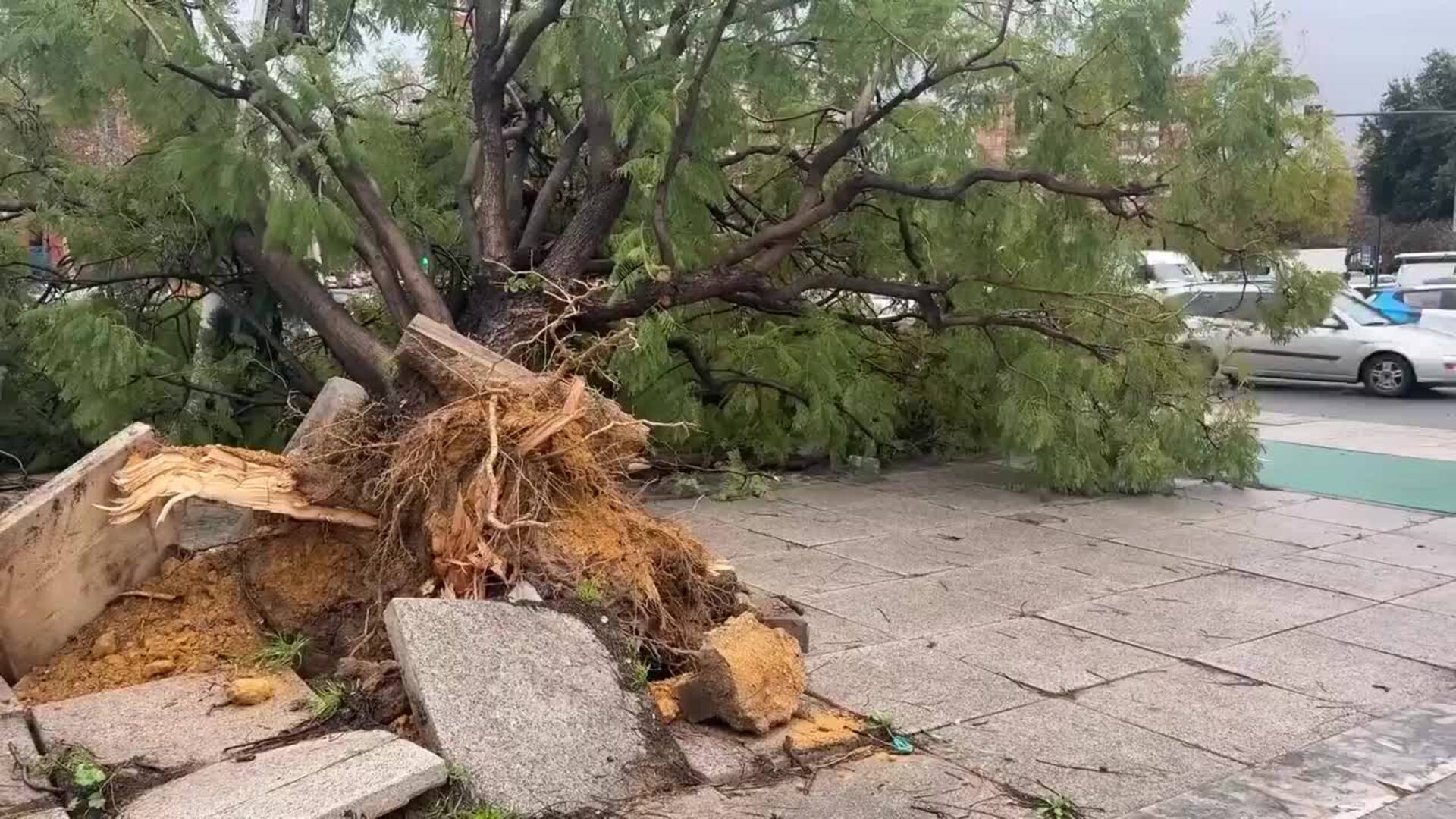 Restablecido el tráfico en la avenida Jiménez-Becerril de Sevilla por la caída de árboles