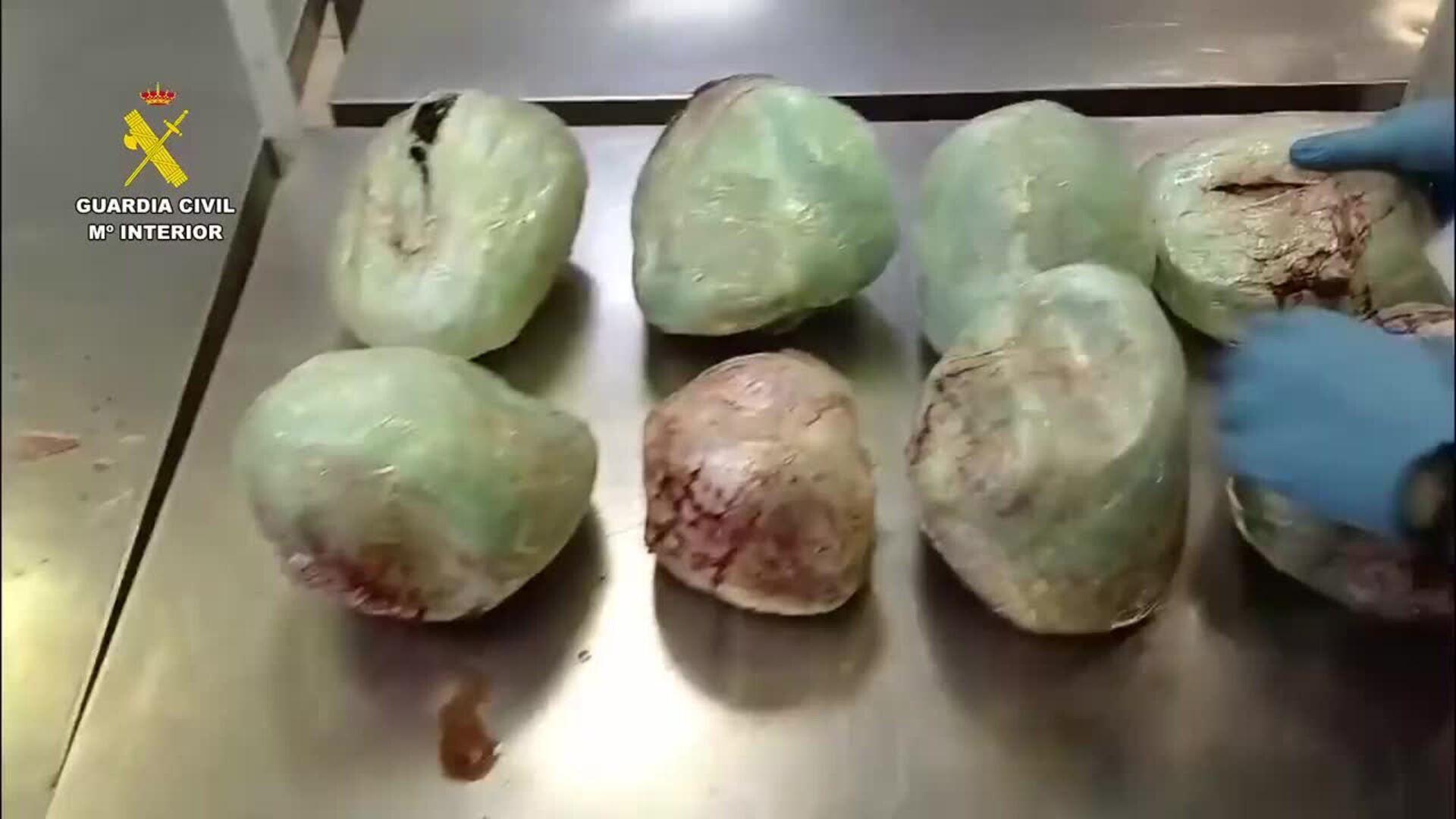 Incautados en Barajas 15 pangolines muertos en una maleta procedente de Etiopía