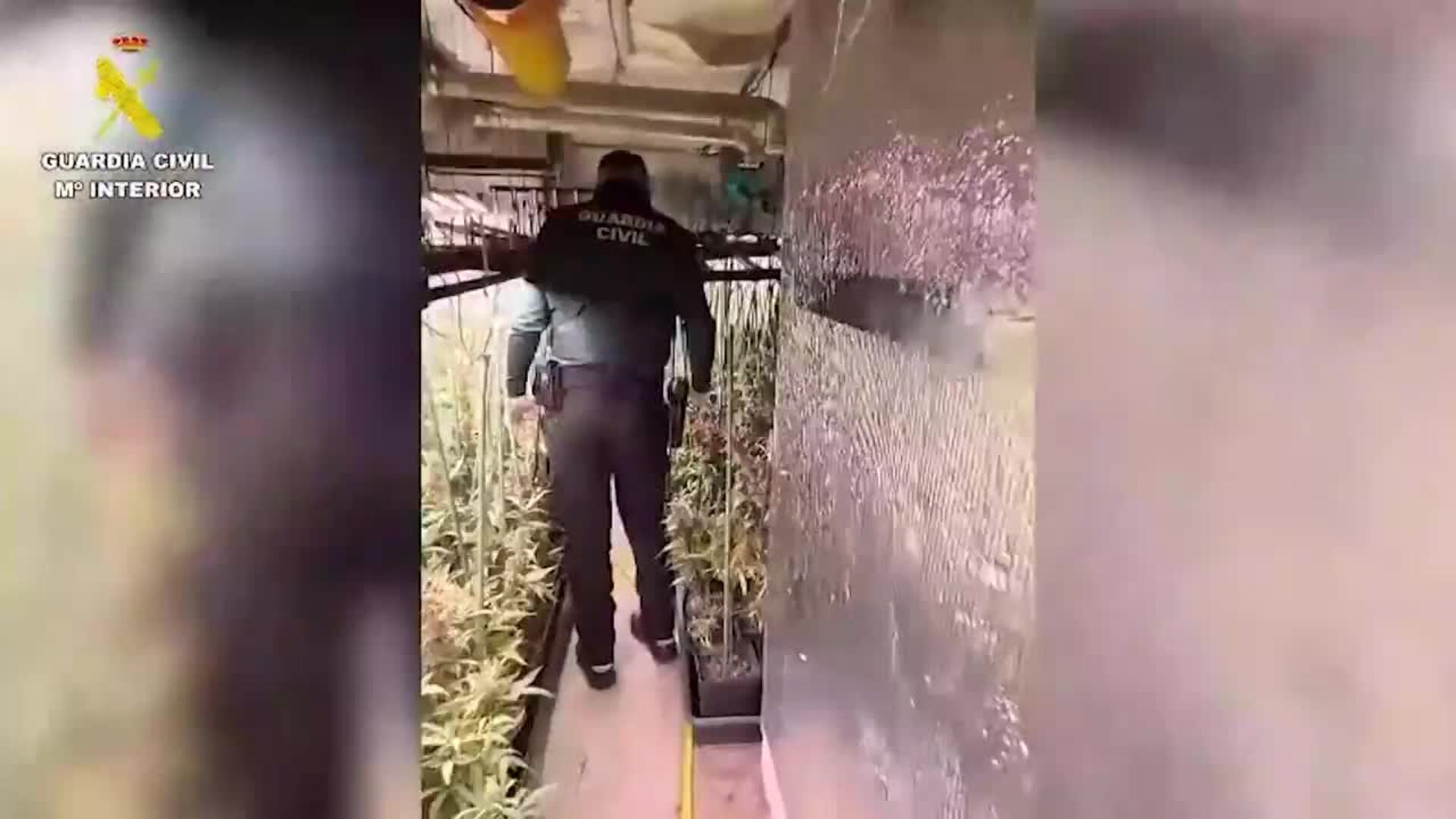 Desmantelada una plantación de marihuana 'indoor' con 1.500 plantas en Hormigos