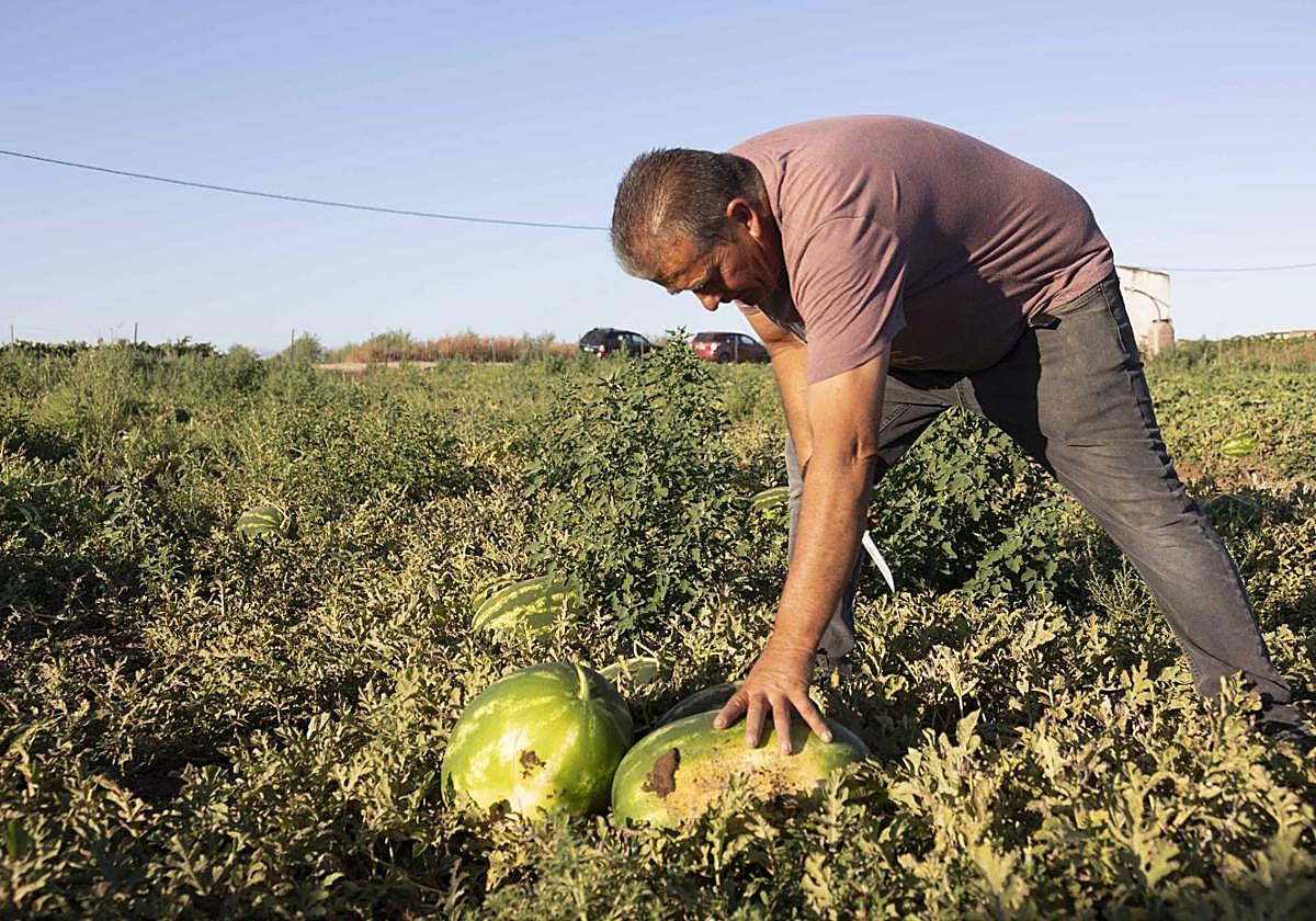 Fernando Javier Ramírez corta el rabo de sandías cultivadas en una de sus pequeñas parcelas en Almendralejo con destino a su puesto de venta en la localidad de Tierra de Barros