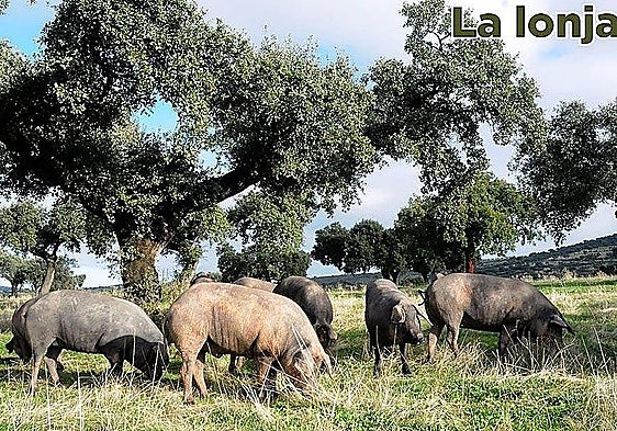 Lonja agropecuaria del martes, 14 de julio