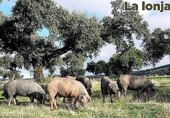 Lonja agropecuaria del jueves, 30 de julio