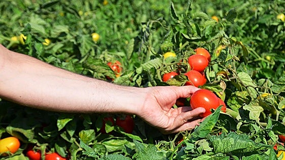 El verdadero riesgo para el tomate