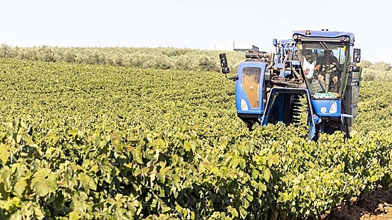 La vendimia extremeña más temprana por el calor