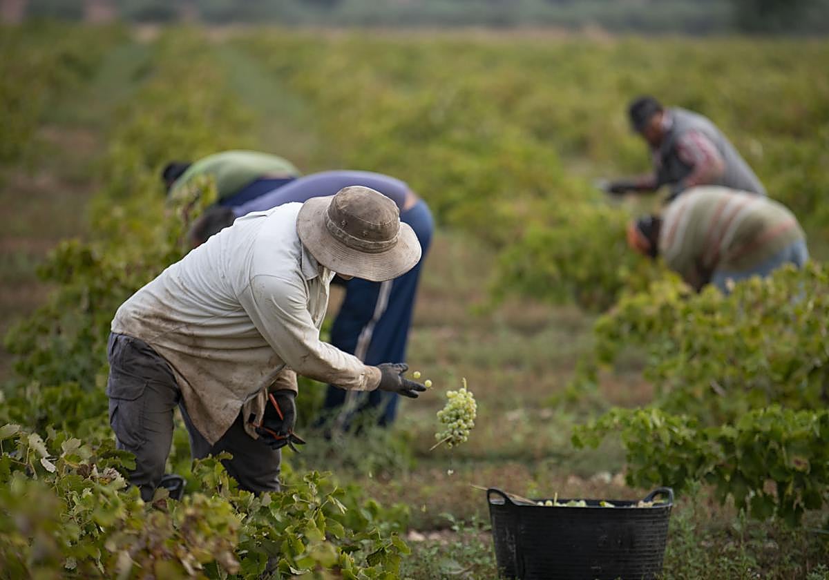 En las ayudas se incluyen las actuaciones vitiviníolas.