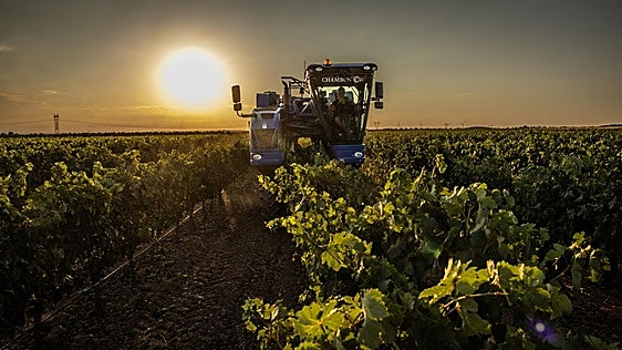 UPA alerta del adelanto de la vendimia por el cambio climático