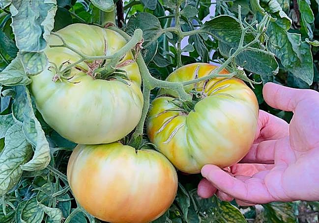 Los tomates de las semillas de Elpidia.