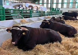 Algunos ejemplares de la raza de Retinto en su nave durante la feria