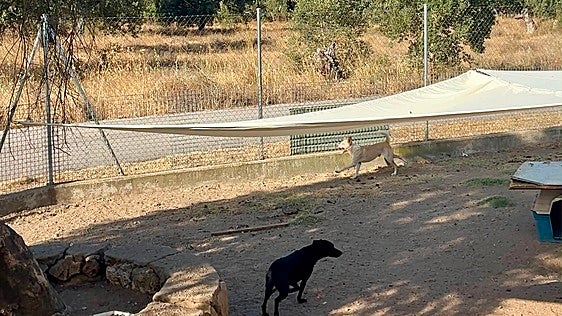 La gestora de la perrera de Badajoz renuncia al contrato tras las críticas por su estado