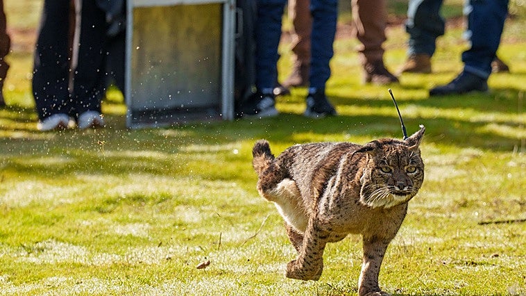 Extremadura se sumará al último gran proyecto europeo para proteger al lince