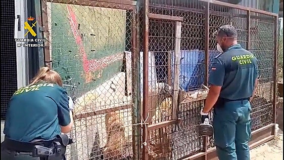 Investigado por maltratar a los perros que acogía en una falsa protectora de animales