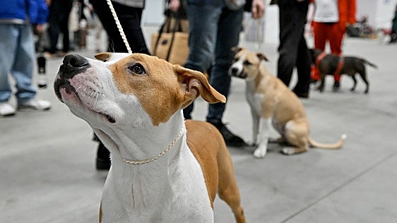 La Policía Local de Logrosán multa a su concejal responsable por tener un perro peligroso sin licencia