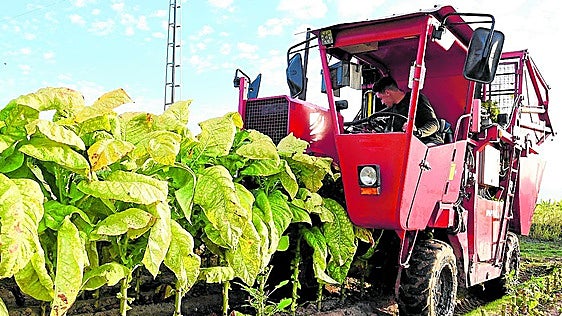 Los productores extremeños rechazan de plano las nuevas restricciones de la ley antitabaco