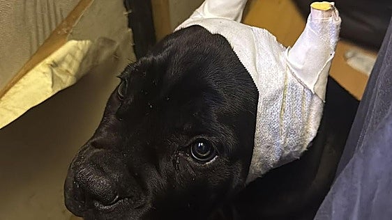 Un perro atendido en Cáceres destapa una red que mutilaba animales