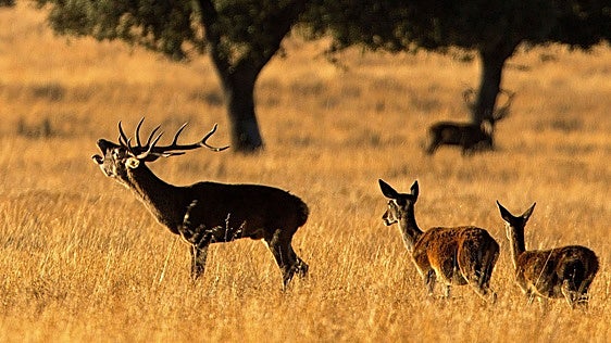 Tres empresas se unen para aumentar las visitas en Monfragüe durante la berrea y los ecologistas se oponen
