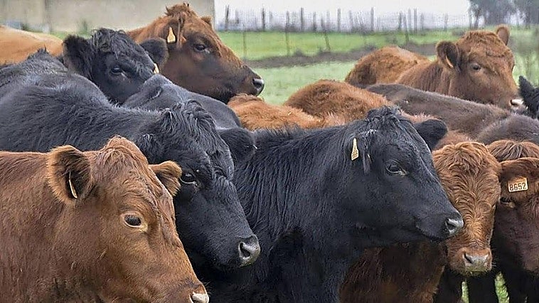 Una mujer resulta herida tras ser embestida por un animal vacuno y golpearse con un muro en Perales del Puerto