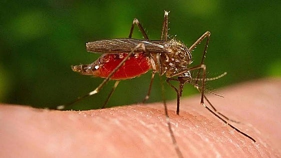 El número de positivos por virus del Nilo en Extremadura supera ya al del año pasado