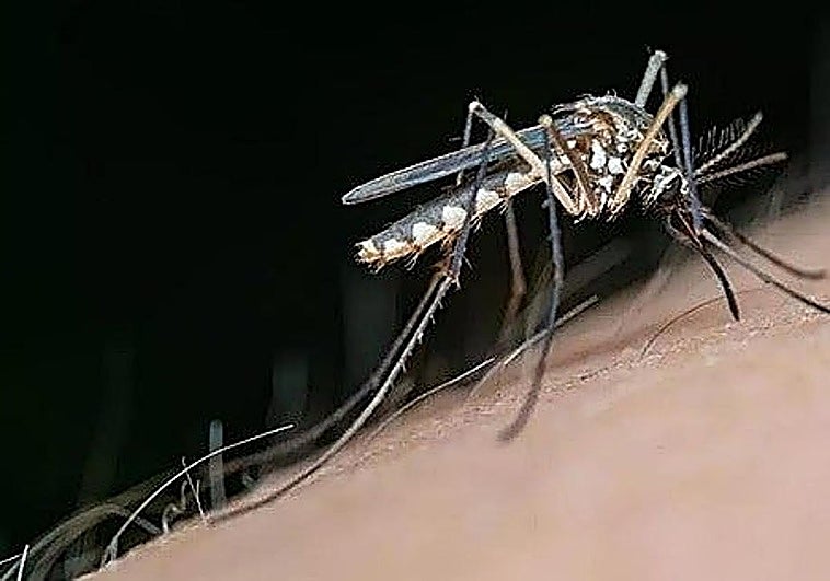 El SES confirma cuatro nuevos casos de fiebre del Nilo en Extremadura