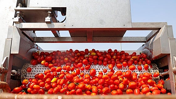 Las cooperativas pedirán a los tomateros que no siembren si el precio es bajo